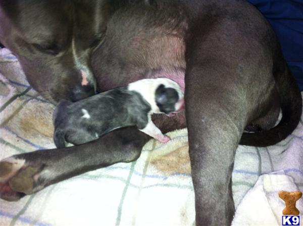 bone crusher Picture 1